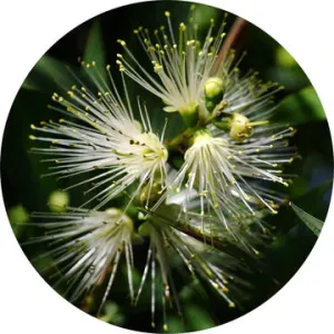 Lemon Myrtle Essential Oil - Living Libations