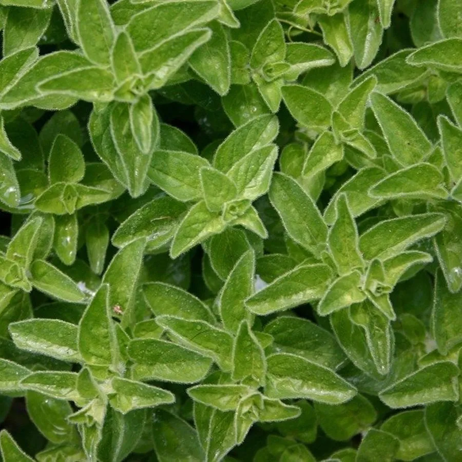 Marjoram Pure Essential Oil